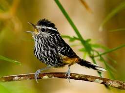 Image of Ochre-rumped Antbird