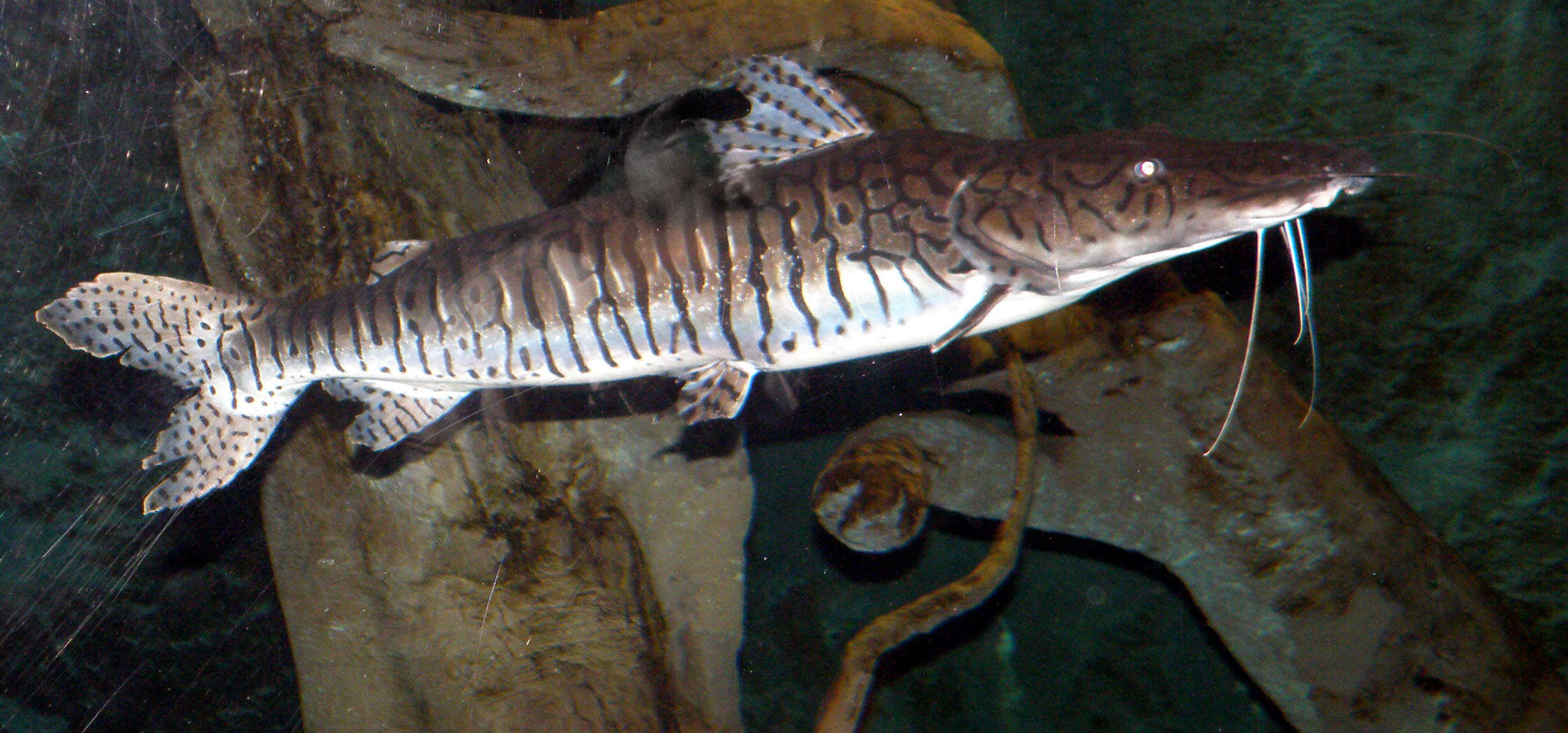 Pseudoplatystoma reticulatum Eigenmann & Eigenmann 1889 resmi