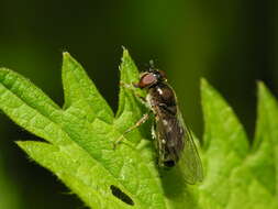 Image of <i>Platycheirus albimanus</i>