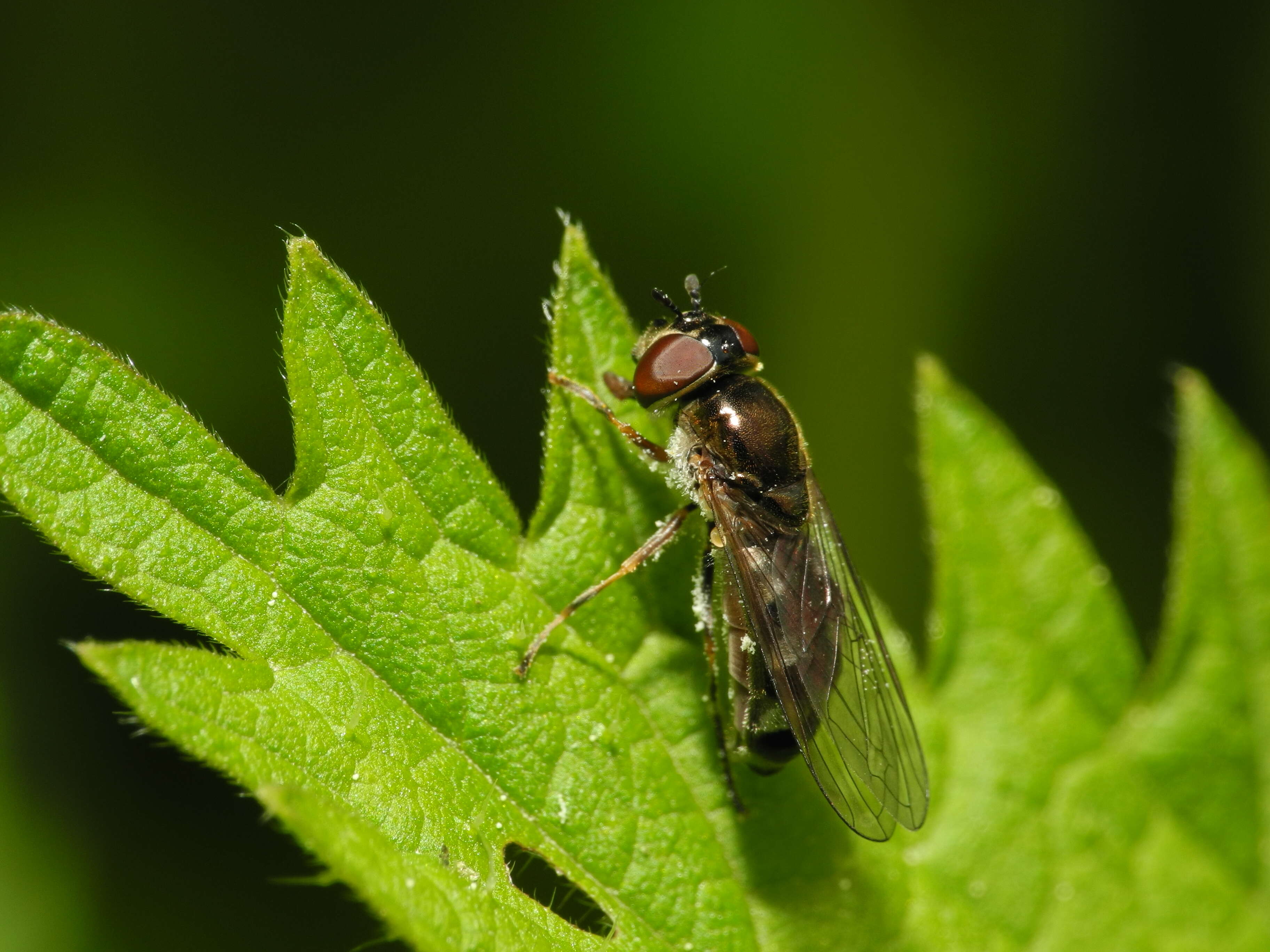 Imagem de <i>Platycheirus albimanus</i>