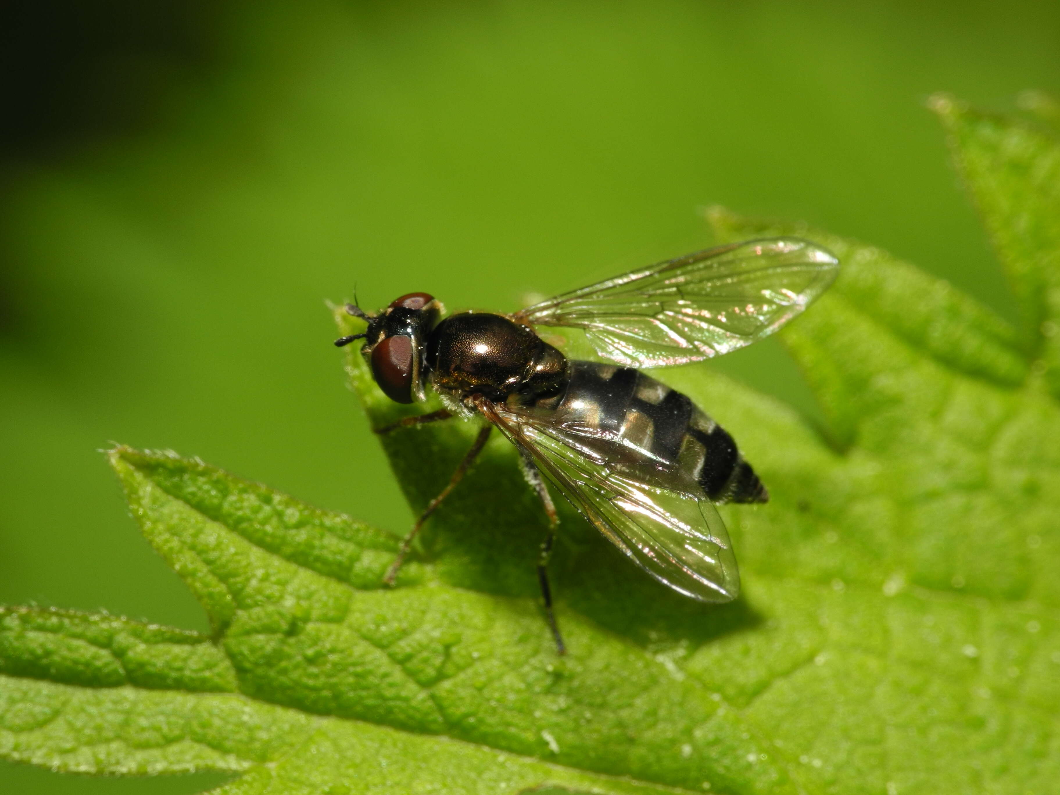 Image of <i>Platycheirus albimanus</i>