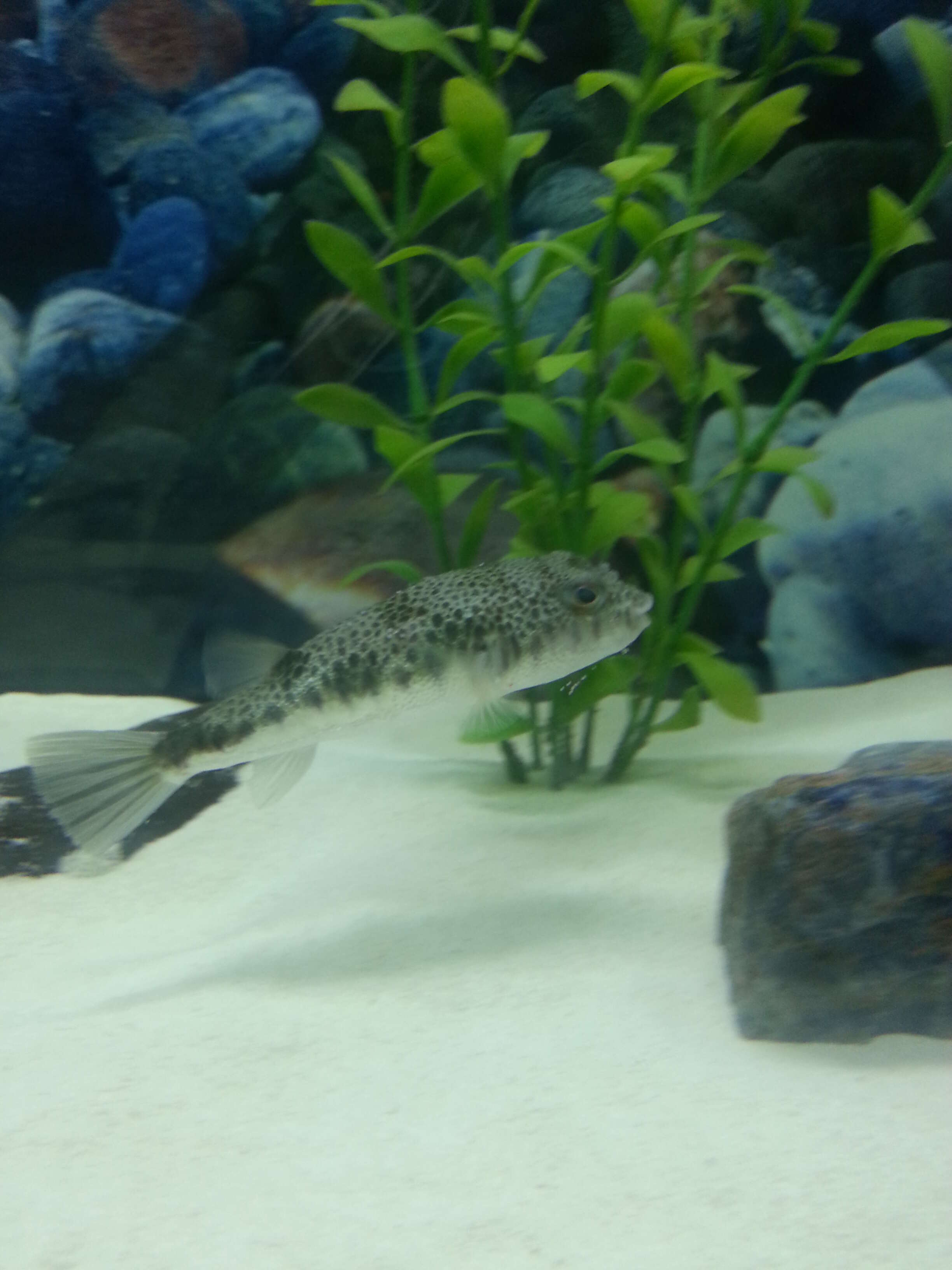 Image of Common Toadfish