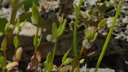 Image of twinleaf bedstraw