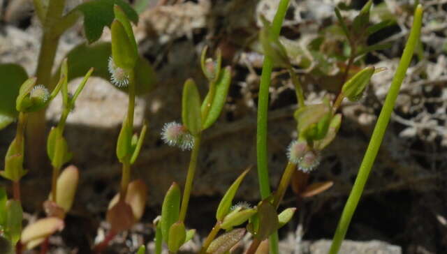 Image of twinleaf bedstraw