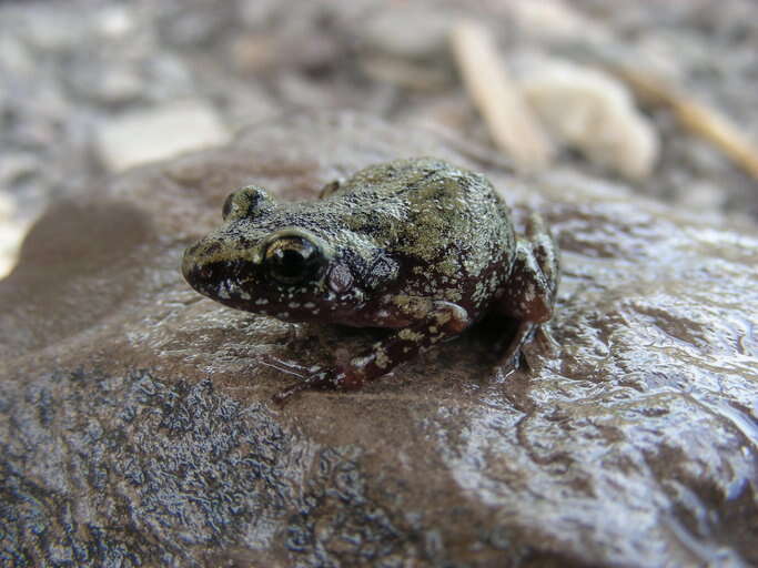 Image of Whistling Chirping Frog