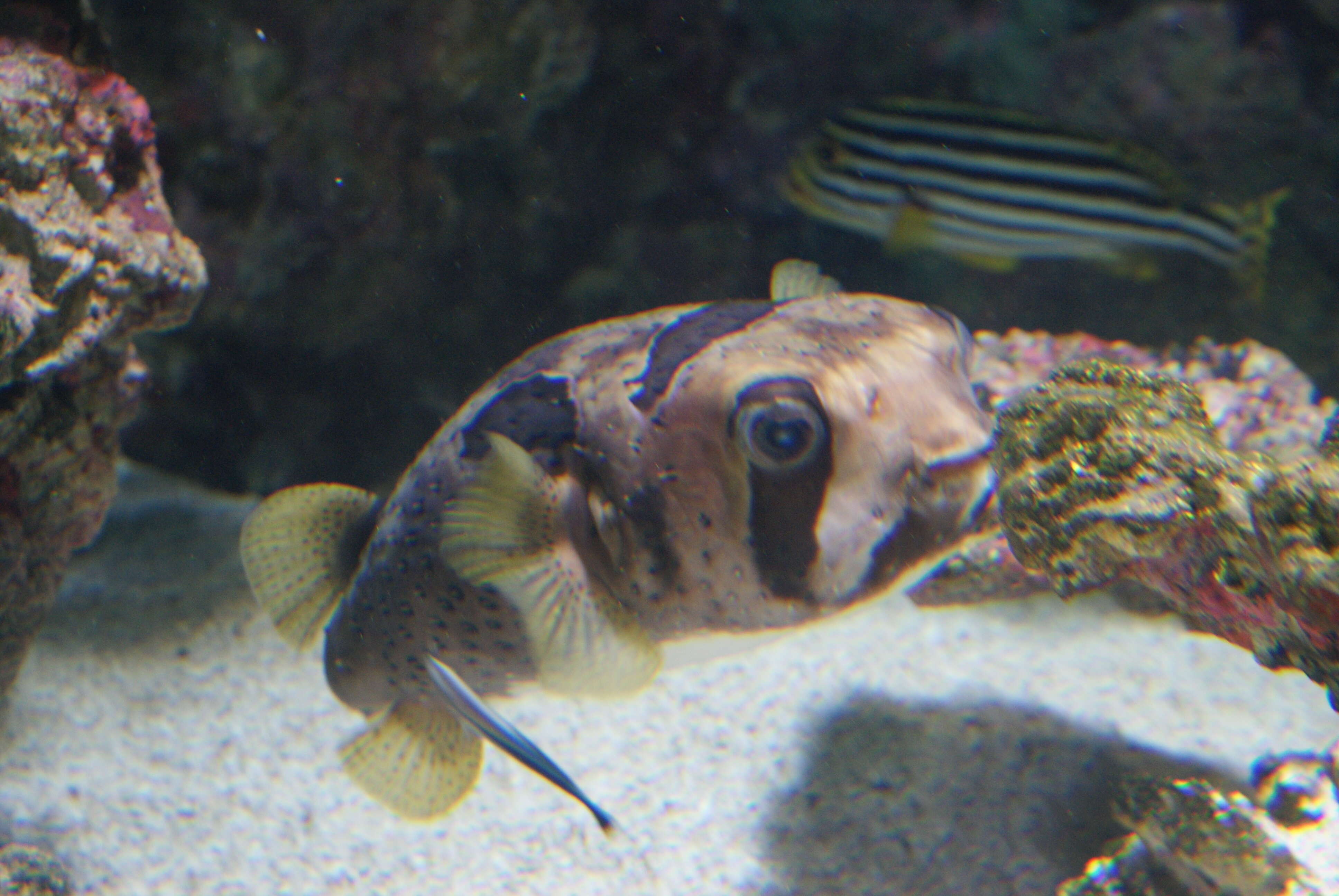 Image of Black-blotched porcupinefish