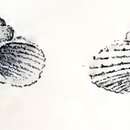 Image of Hybochelus fossulatus