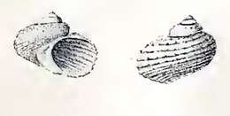 Image of Hybochelus fossulatus