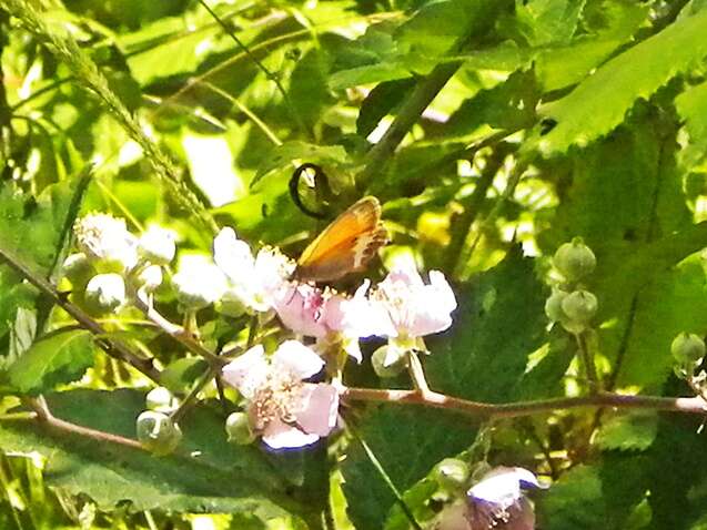 Sivun Coenonympha arcania Linnaeus 1761 kuva