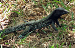 Image of Amazon Racerunner