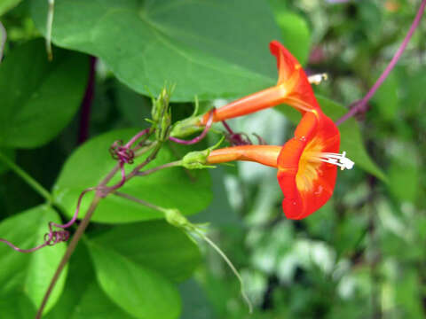 Image of Ipomoea coccinea