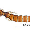 Image of Leptotyphlinae