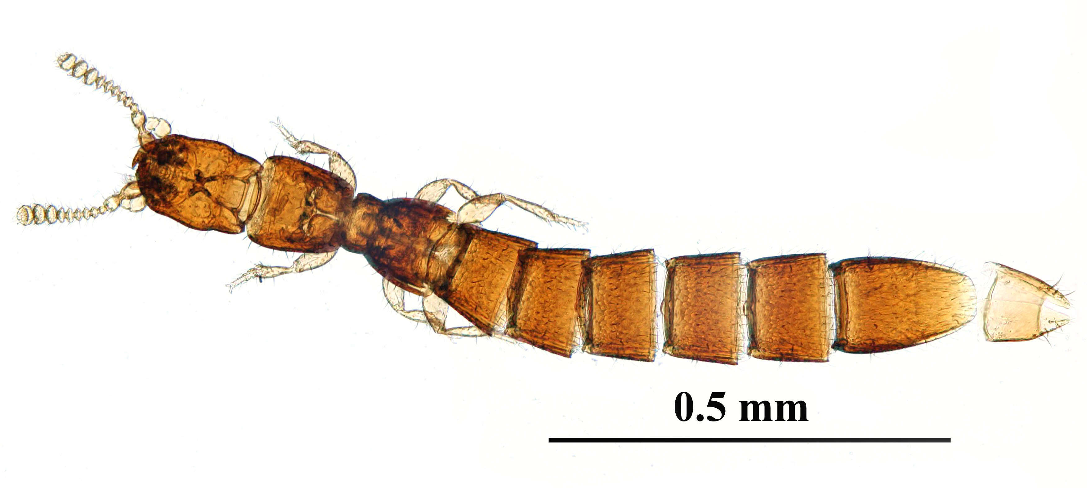 Image of Leptotyphlinae