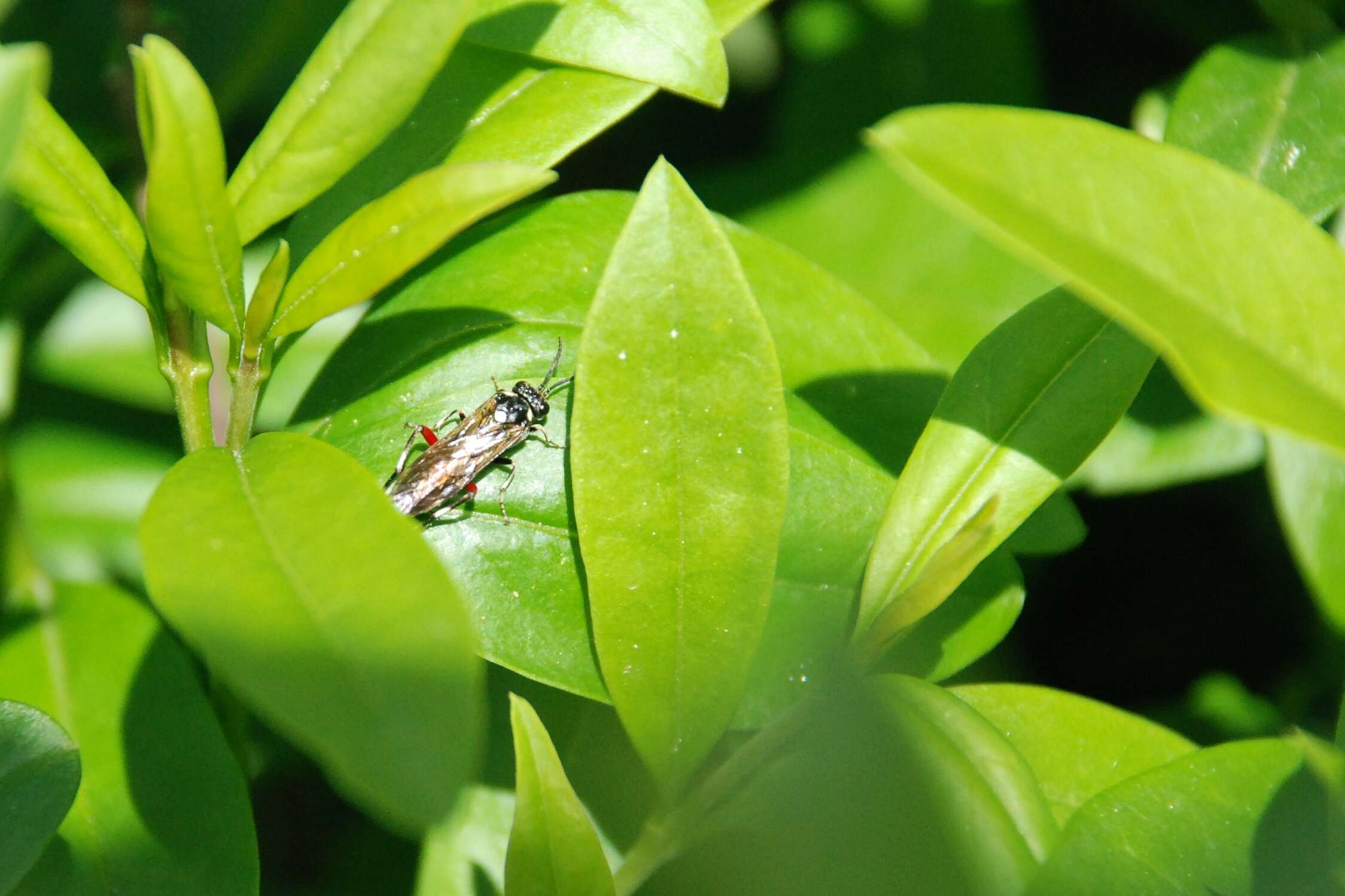 Imagem de <i>Macrophya punctumalbum</i>