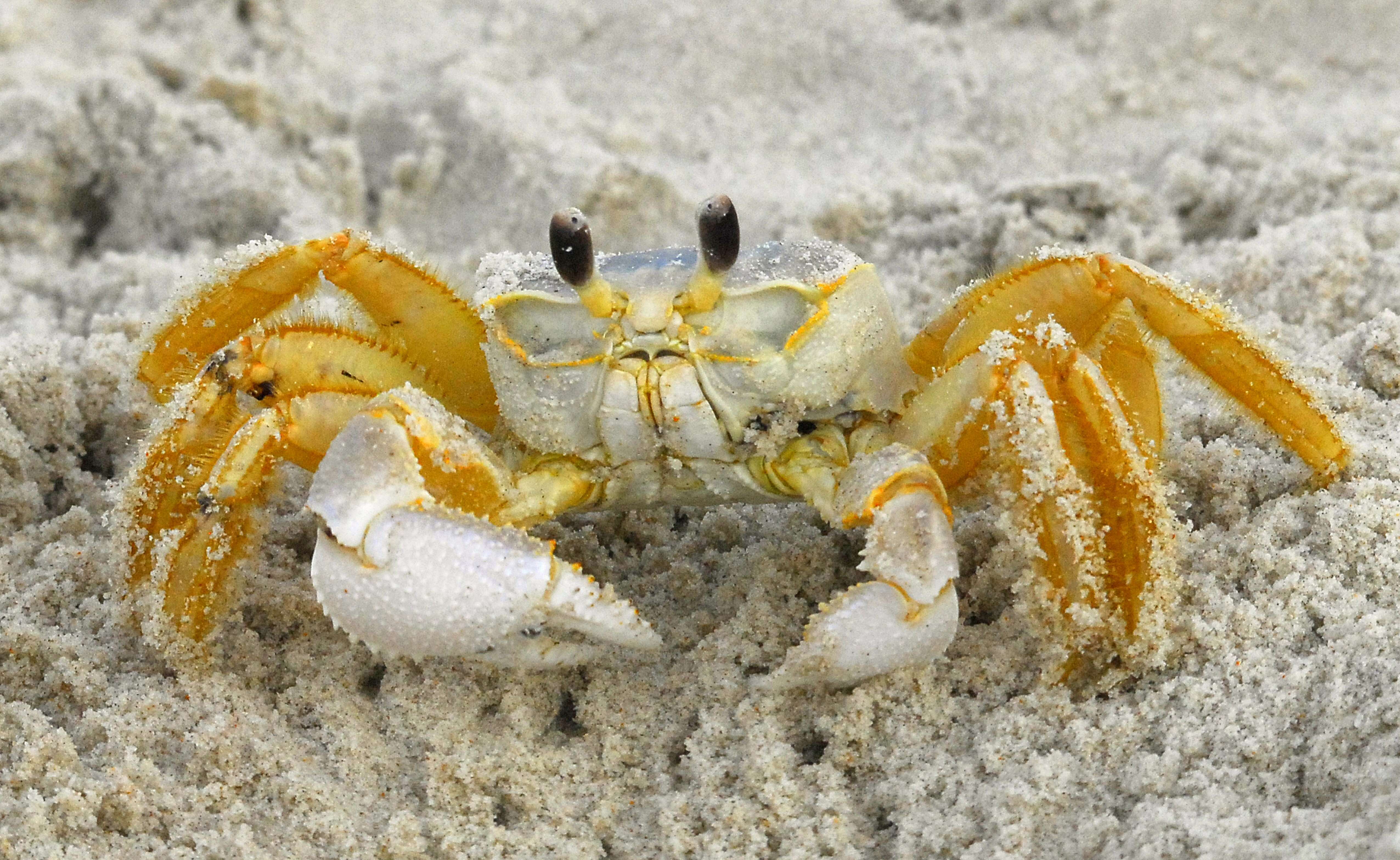 Image of Atlantic Ghost Crab