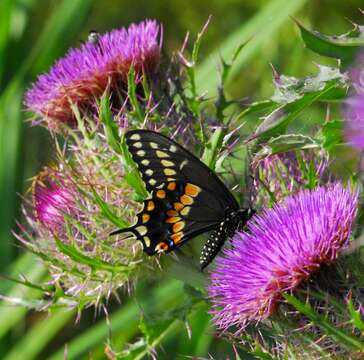 Image of Black Swallowtail