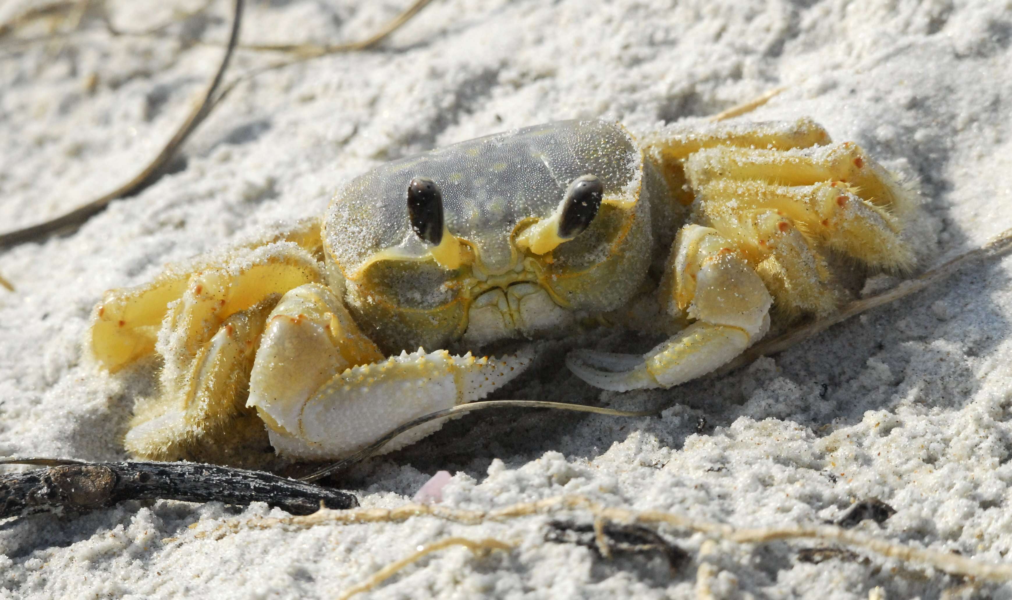 Image of Atlantic Ghost Crab