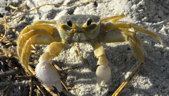 Image of Atlantic Ghost Crab