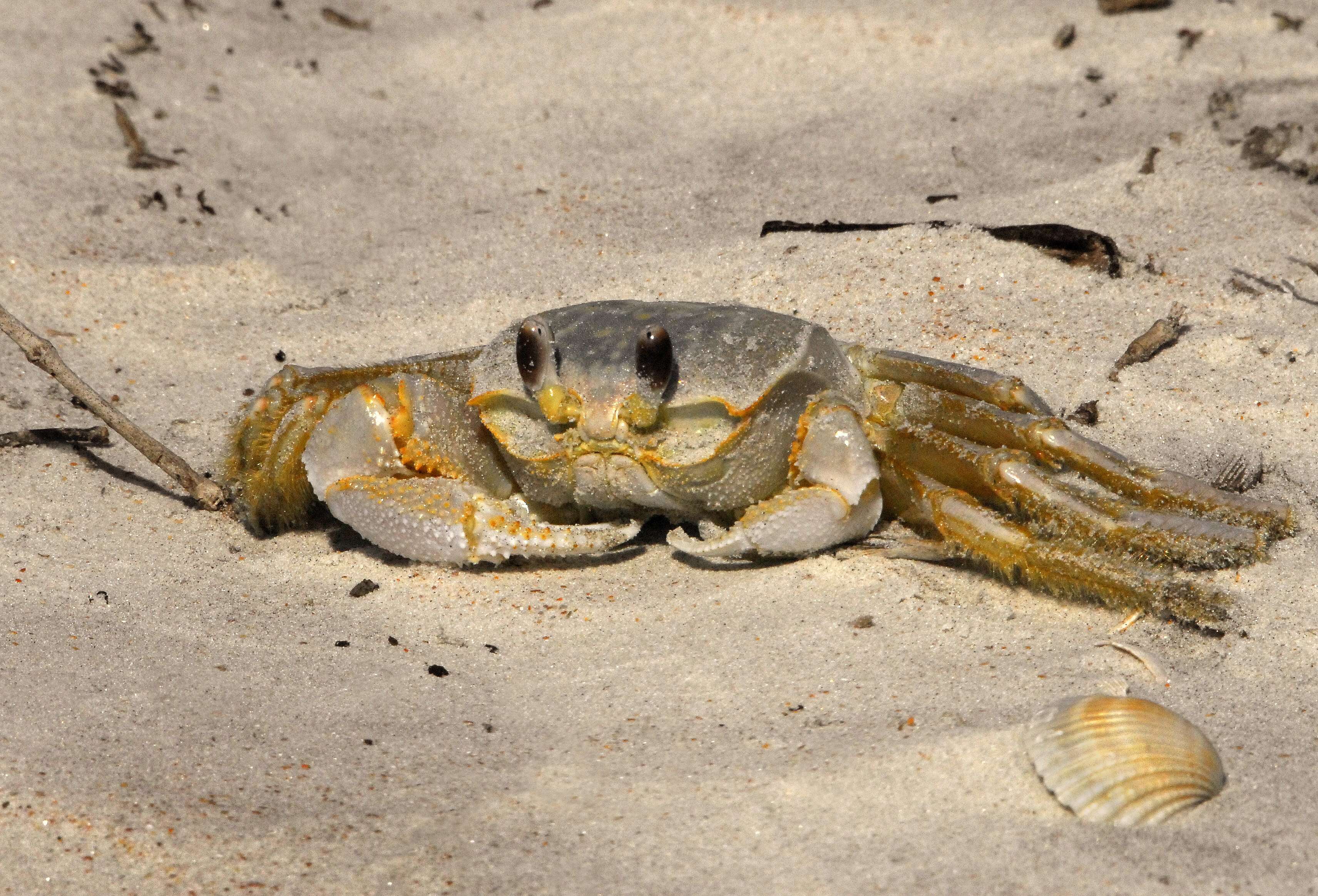 Image of Atlantic Ghost Crab