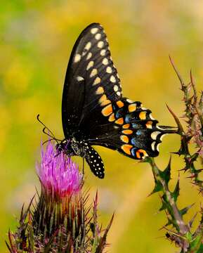 Image of Black Swallowtail