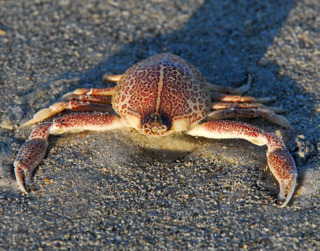 Image of Mottled Purse Crab