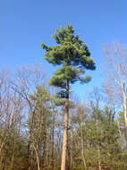 Image of eastern white pine