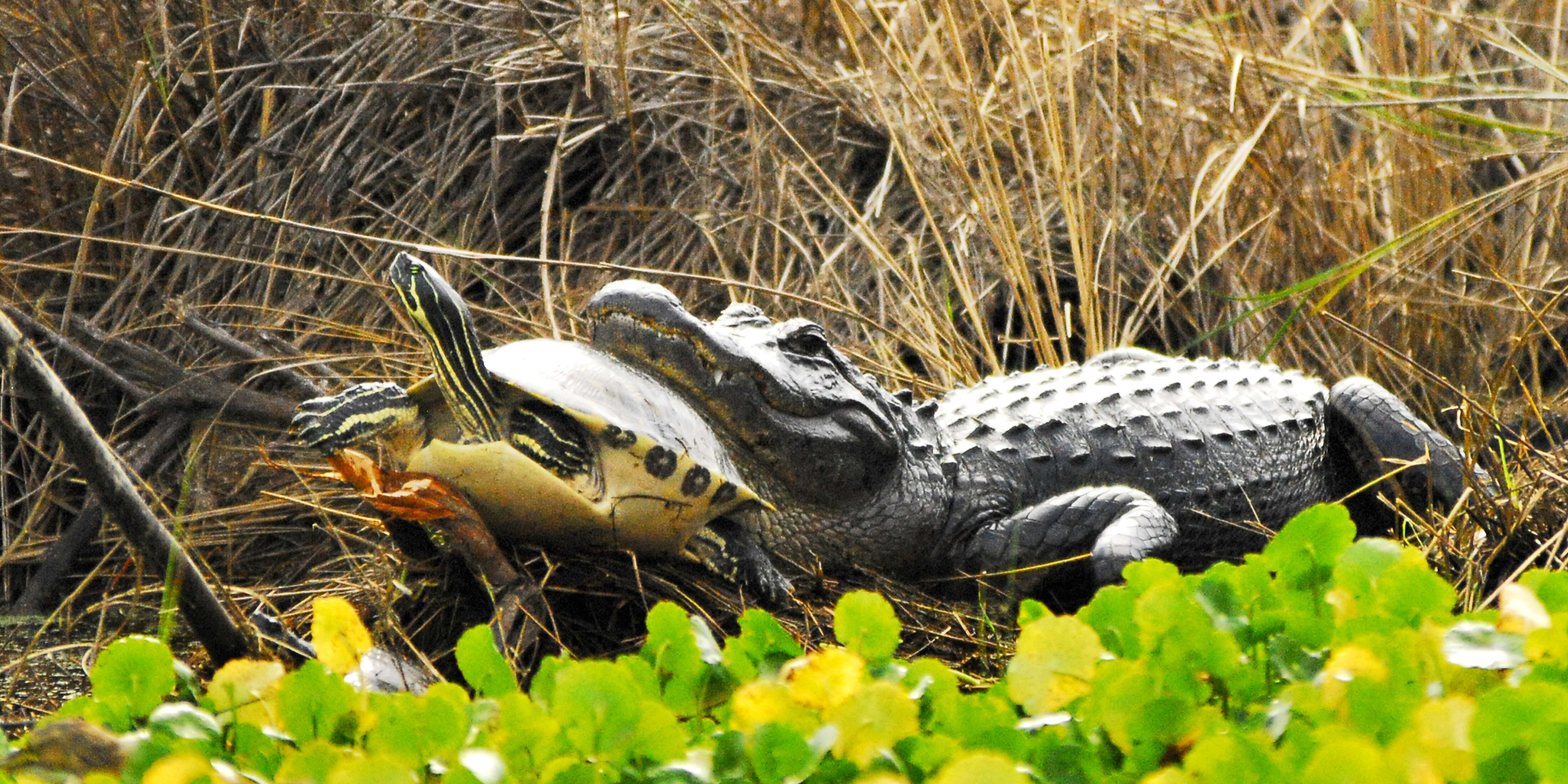 Image of Peninsula Cooter