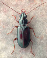 Слика од Bembidion (Trichoplataphus) ozarkense Maddison & Hildebrandt 2011