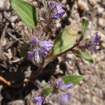 Image of low phacelia