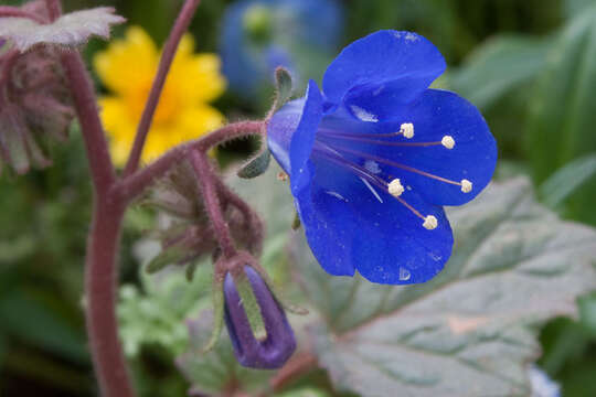 Image of Charlotte's phacelia