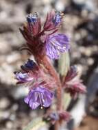 Image of Quick's phacelia