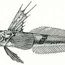 Plancia ëd Channichthys irinae Shandikov 1995