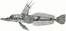 Plancia ëd Channichthys irinae Shandikov 1995