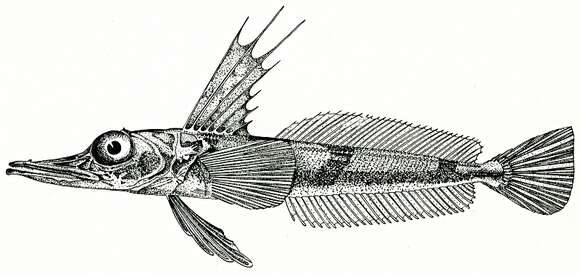 Слика од Channichthys irinae Shandikov 1995