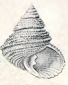 Image of Turcica monilifera A. Adams 1855
