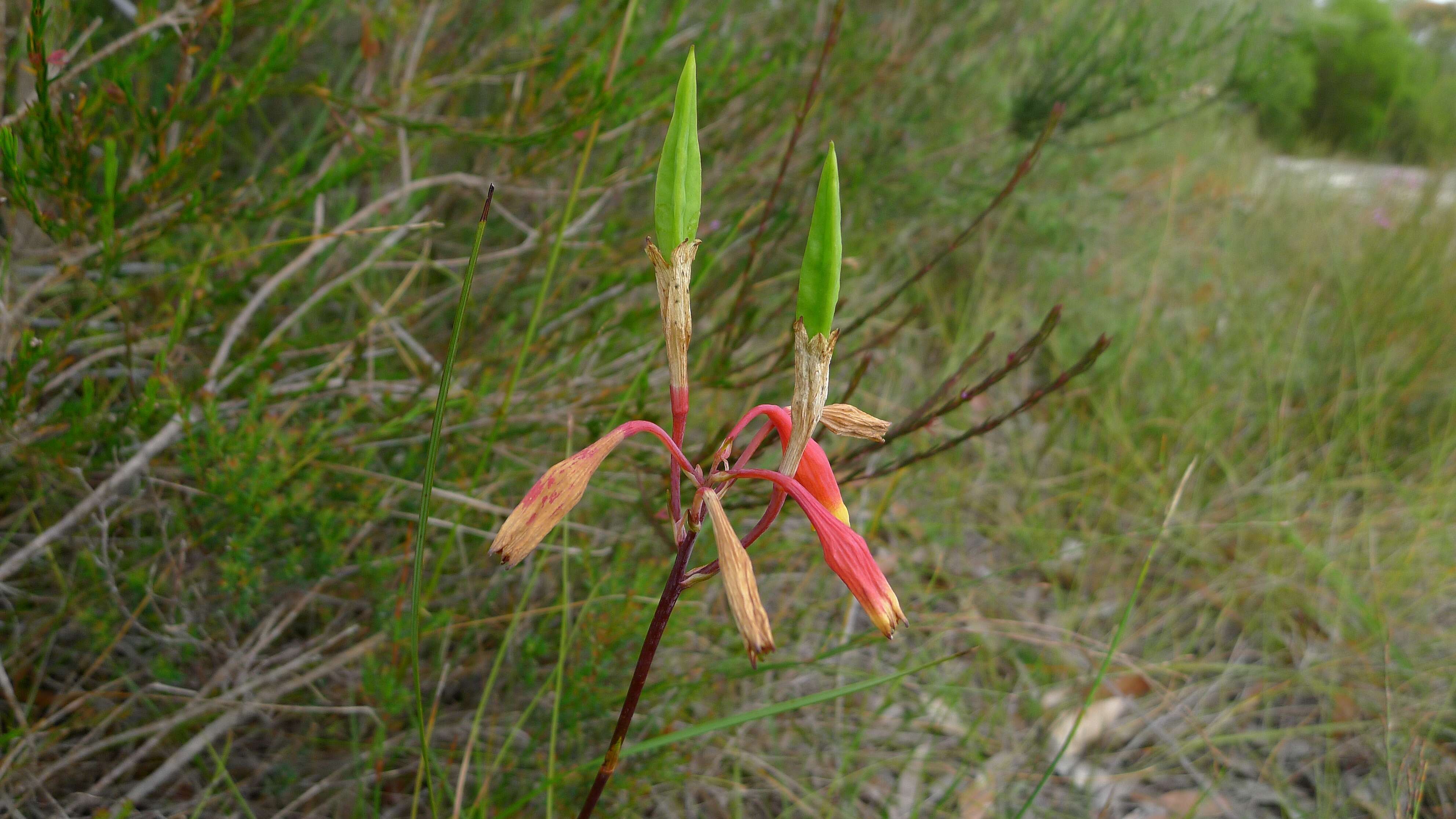 Слика од Blandfordia nobilis Sm.