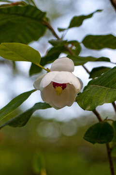 Image of Magnolia sieboldii K. Koch