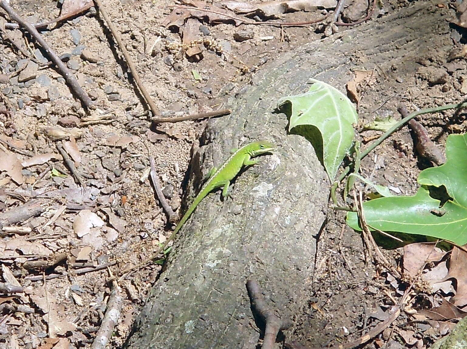 Sivun Anolis carolinensis Voigt 1832 kuva