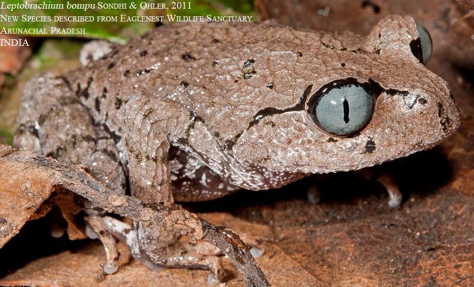 Image de Leptobrachium bompu Sondhi & Ohler 2011