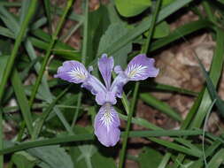 Image of toughleaf iris