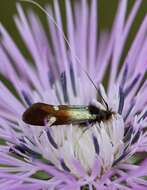 Слика од Nemophora raddaella Hübner 1793