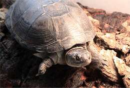Image of East African Black Mud Turtle