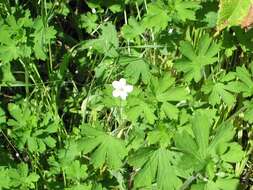 Image of cinquefoil geranium