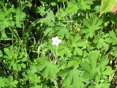 Imagem de Geranium potentilloides L'Hér. ex DC.