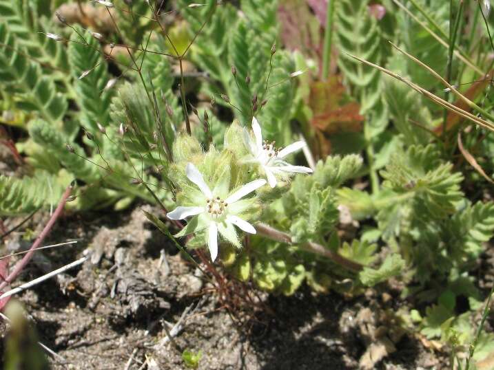 Image de Horkelia marinensis (Elmer) Crum ex Keck