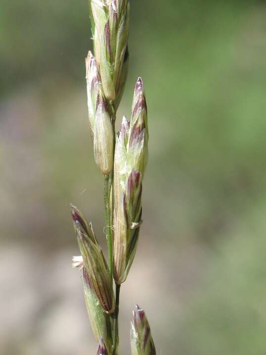 صورة Melica californica Scribn.