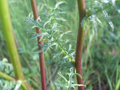 Image of Brewer's ragwort