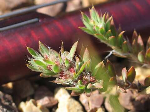 Image of San Francisco nailwort