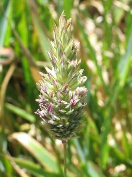 Image of California canarygrass