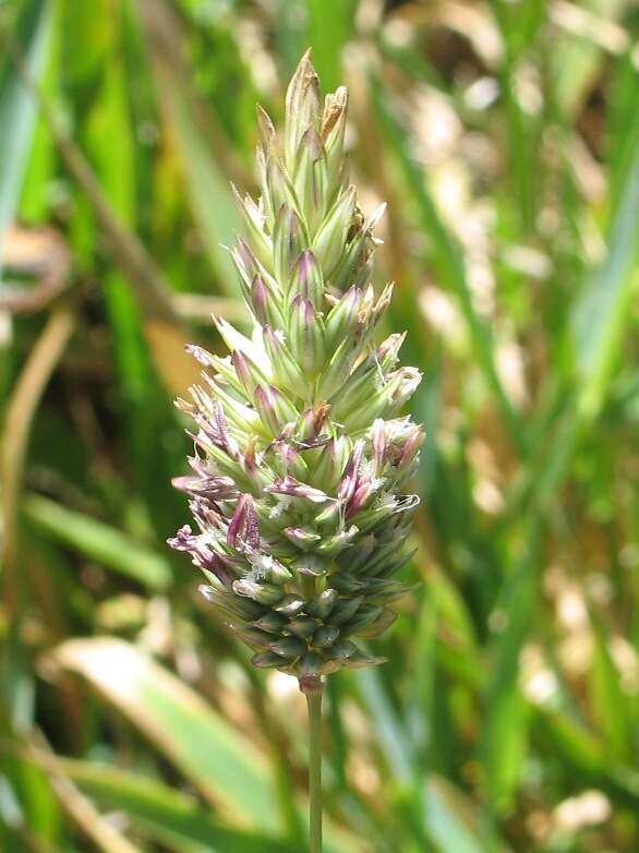 Image of California canarygrass